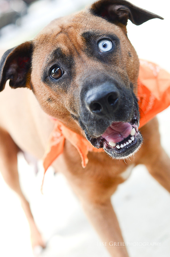 Kona