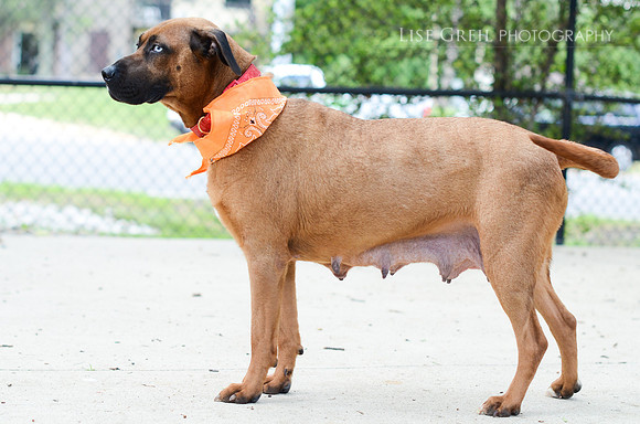 Kona