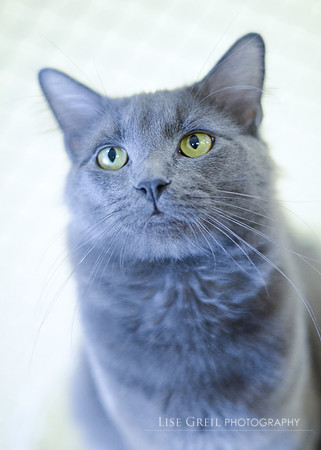 Smokey