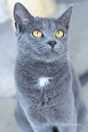 Svetlana