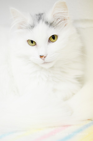 Kiki