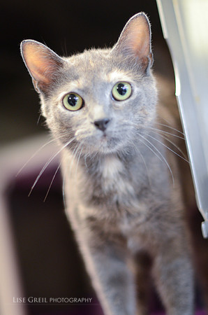 Penelope