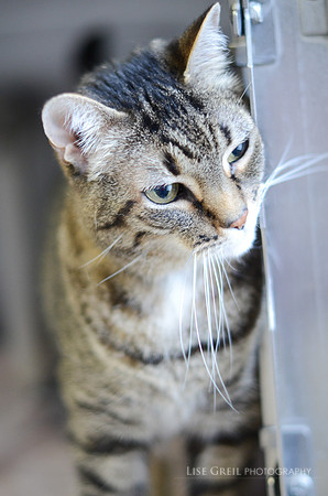 Calypso