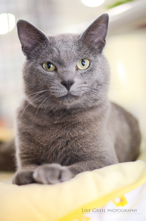 Kitts