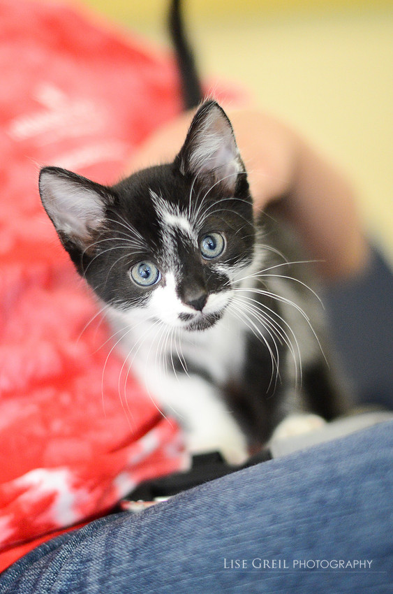 Pepper