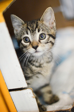Colby