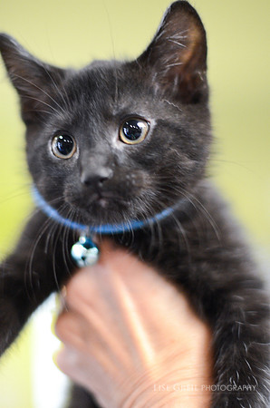 Lucas