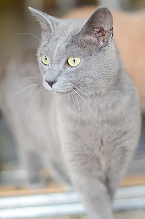 Kitts