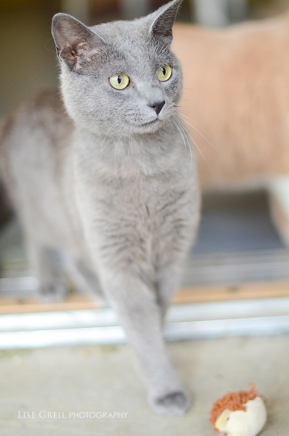 Kitts