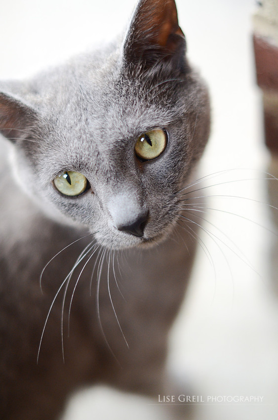 Kitts