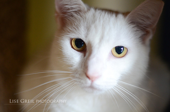 Sweet Pea