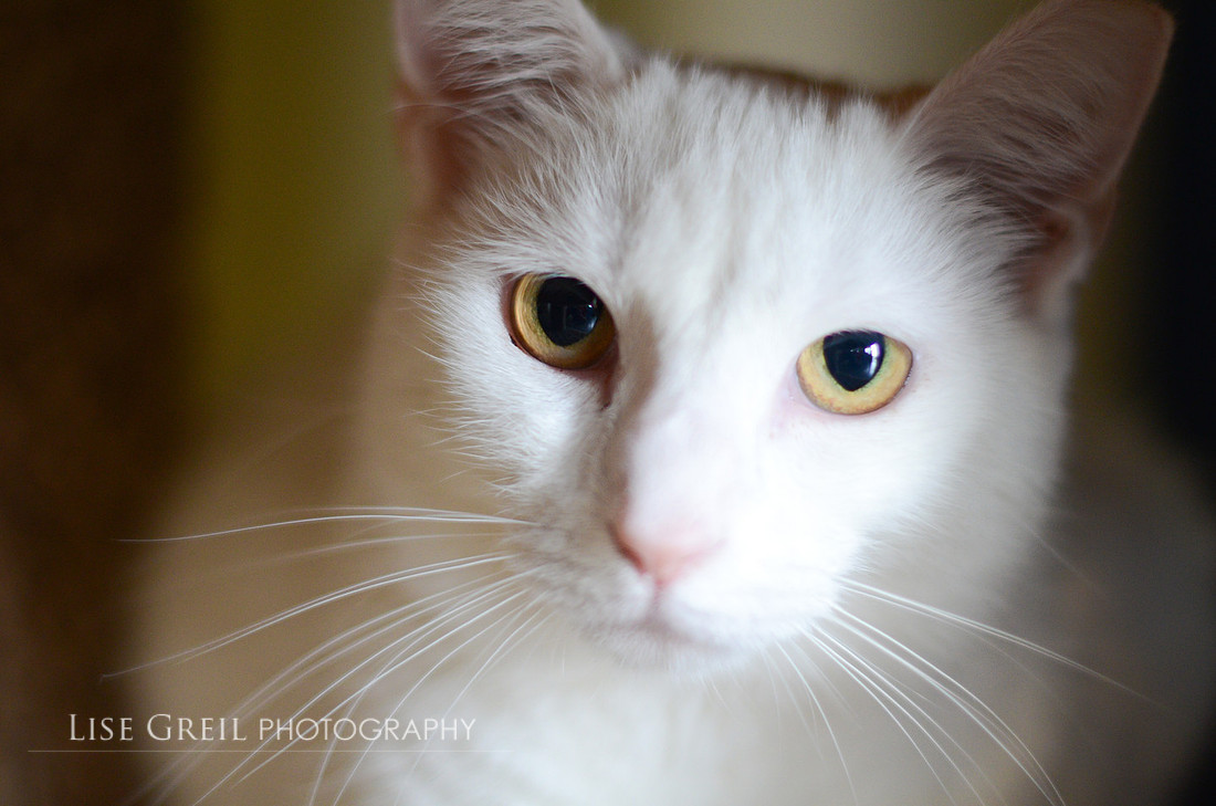 Sweet Pea