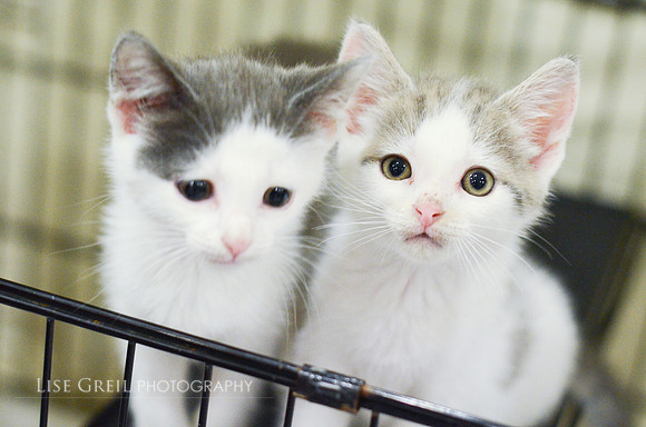 Helen & Harvey
