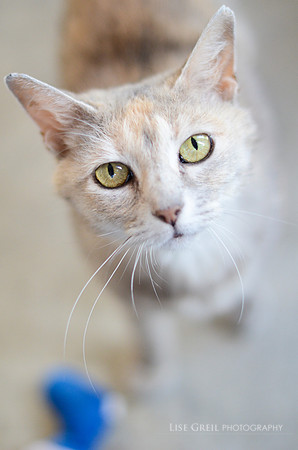 Polly