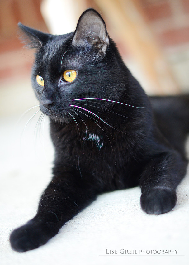 Jack