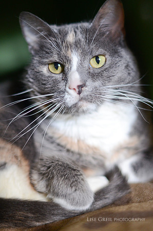 Callie