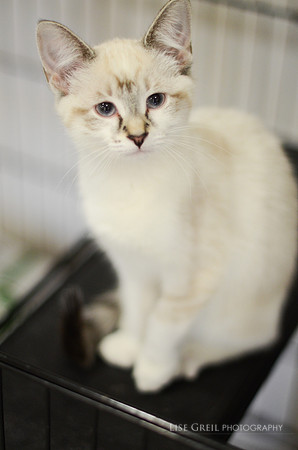 Lily