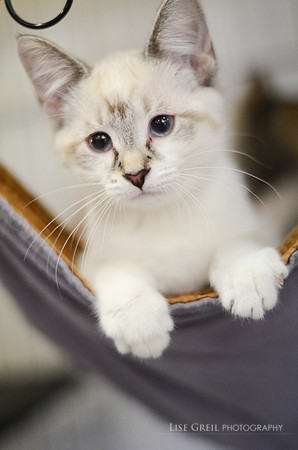 Lily