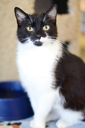 Pippa