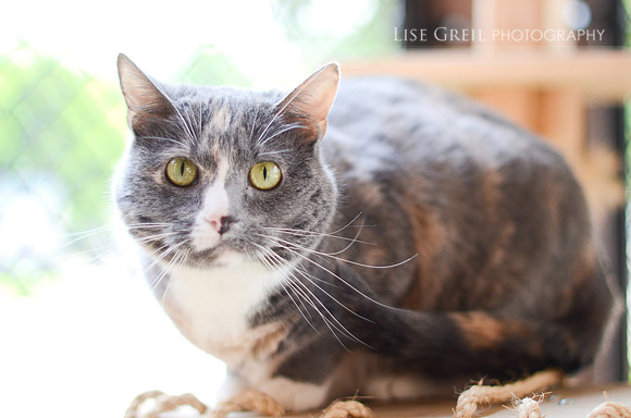Callie