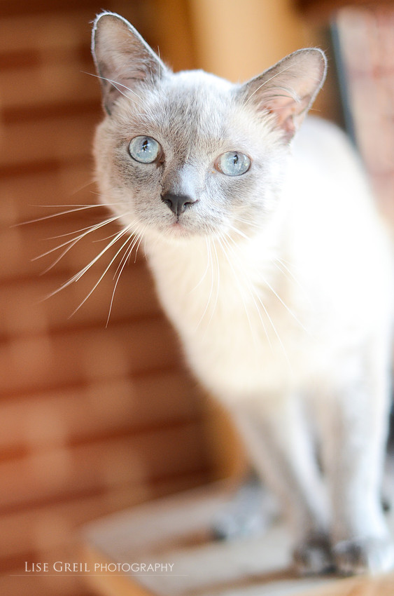 Fero
