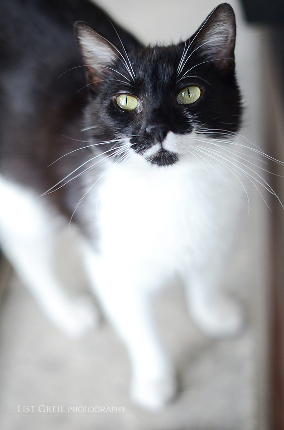 Pippa
