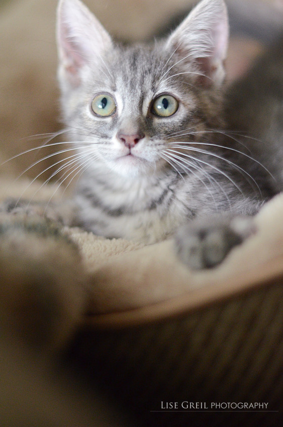 Polly