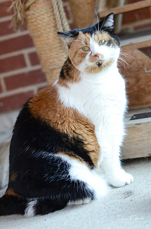 Callie