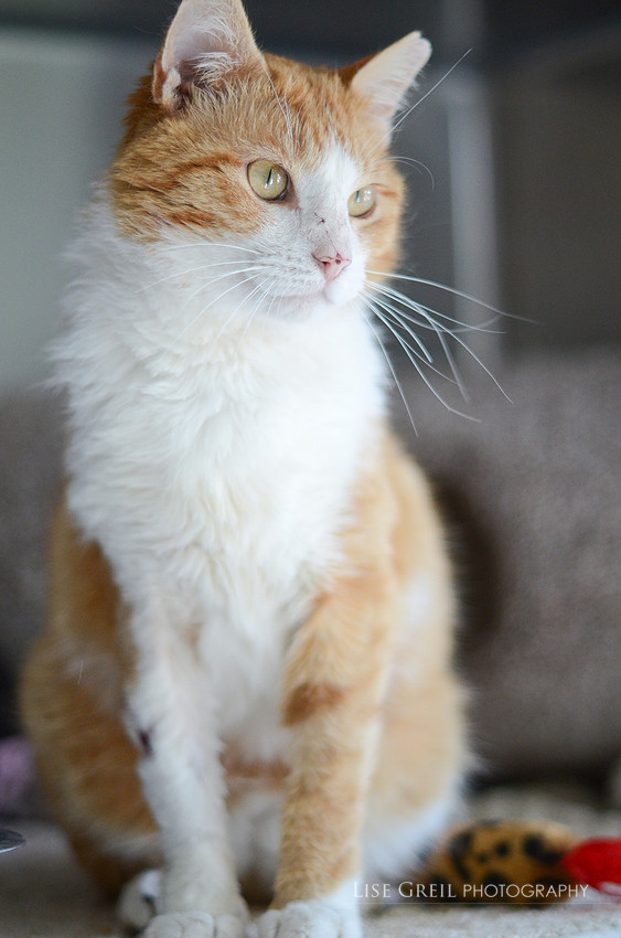 Gideon