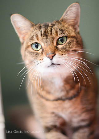 Raja