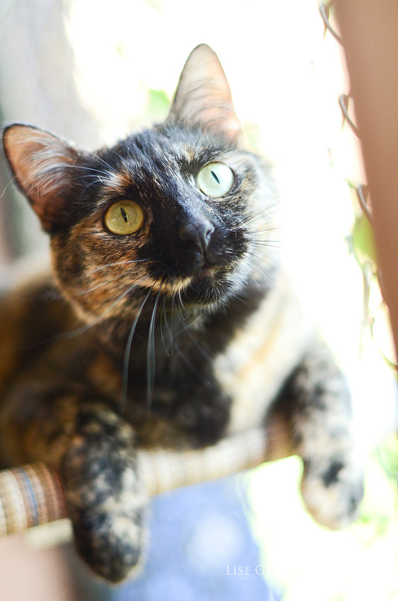 Rosie