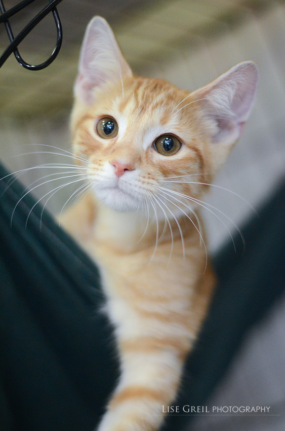 Oscar