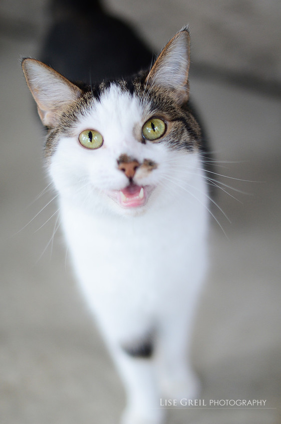 Chatty Cathy