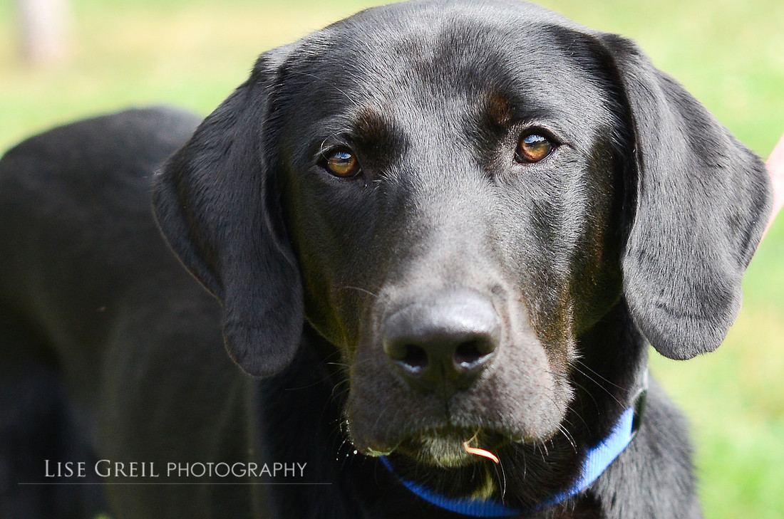 Hank