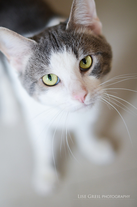 Alfonz