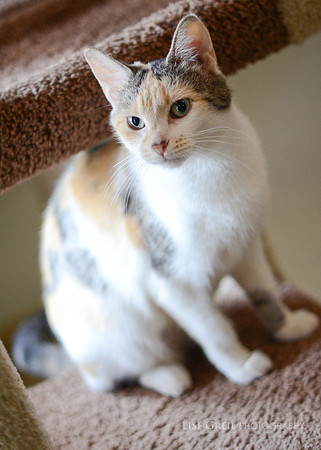 Purrfect Polly