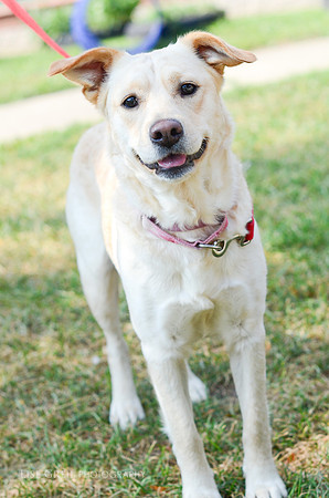 Buttercup