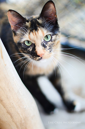 Marbles