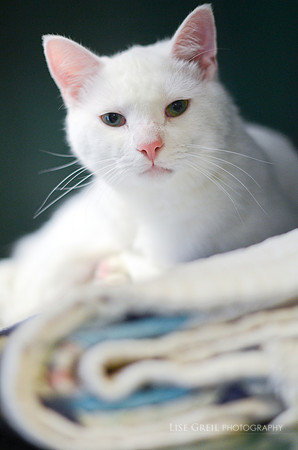 Bobacat