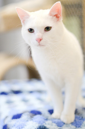 Bobacat