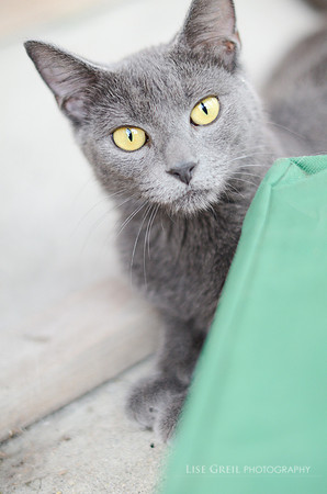 Stella