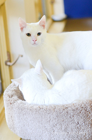 Mewtwo & Bobacat