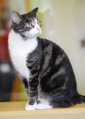 Mr Bojangles