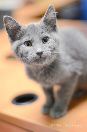 Baby Blue