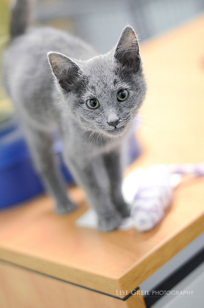 Baby Blue