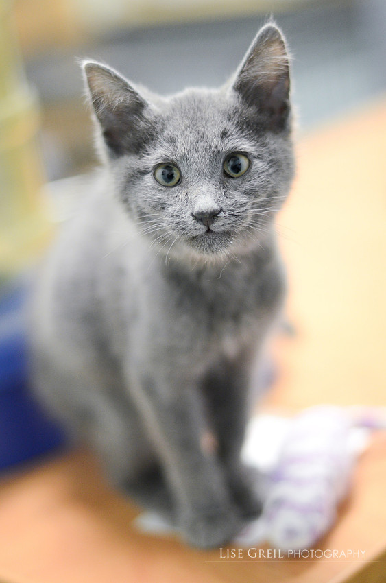 Baby Blue
