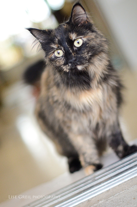 Tunia