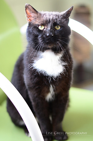 Tuxedo