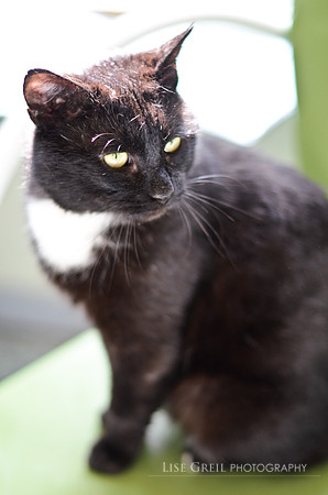 Tuxedo