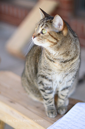 Bella